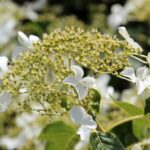 Cut climbing hydrangeas and create a beautiful eye catcher in the 150x150 - Fertilize rhododendrons - care tips for lush flowers
