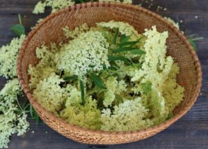 Elderflower recipe the natural basis for healthy and seasonal 300x215 - Elderflower recipe - the natural basis for healthy and seasonal cuisine