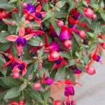 Fertilize fuchsias with coffee grounds and enjoy beautiful flowers in 150x150 - Coffee grounds against ants in the lawn and garden
