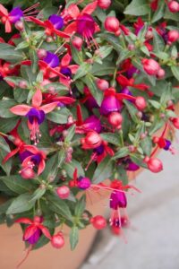 Fertilize fuchsias with coffee grounds and enjoy beautiful flowers in 200x300 - Fertilize fuchsias with coffee grounds and enjoy beautiful flowers in summer