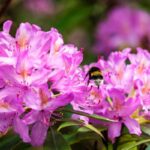Fertilize rhododendrons care tips for lush flowers 150x150 - A fragrant garden flower desired?  Here are our favorites!