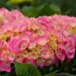 Gorgeous hydrangeas for a charming effect in the garden 150x150 - When do you face a fine for gardening?  You should pay attention to that!