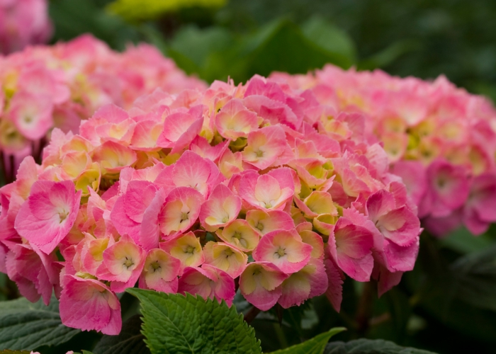 Gorgeous hydrangeas for a charming effect in the garden - Gorgeous hydrangeas for a charming effect in the garden