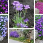 Ground cover plants that tolerate a lot of sun 150x150 - Summer hairstyles for women over 40 that make you younger and give you that holiday feeling!