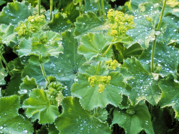 Ladys mantle an easy care ground cover with healing properties - Lady's mantle - an easy-care ground cover with healing properties
