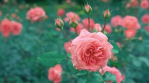 Lice on roses No panic This is a natural 300x169 - Lice on roses? - No panic! This is a natural way to combat aphids