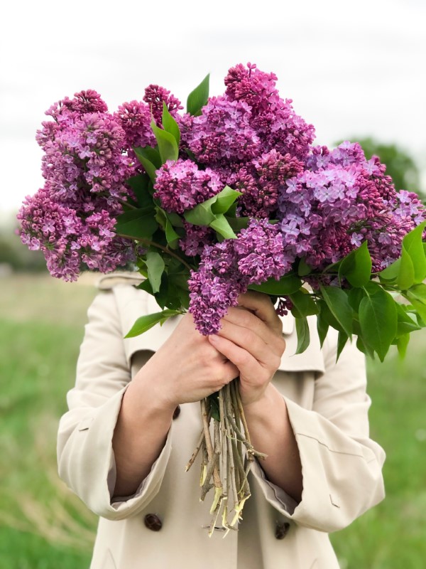 Multiply common lilac 3 simple methods - Multiply common lilac - 3 simple methods