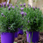 Planting lavender at home and in the garden what is 150x150 - Rock garden plants - our 6 favorites make the rocky landscape colorful