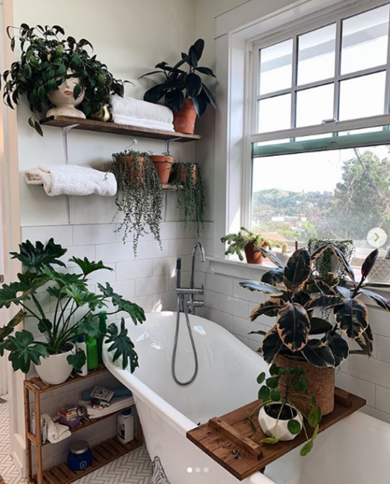 Plants for the bathroom transform it into a green oasis - Plants for the bathroom transform it into a green oasis