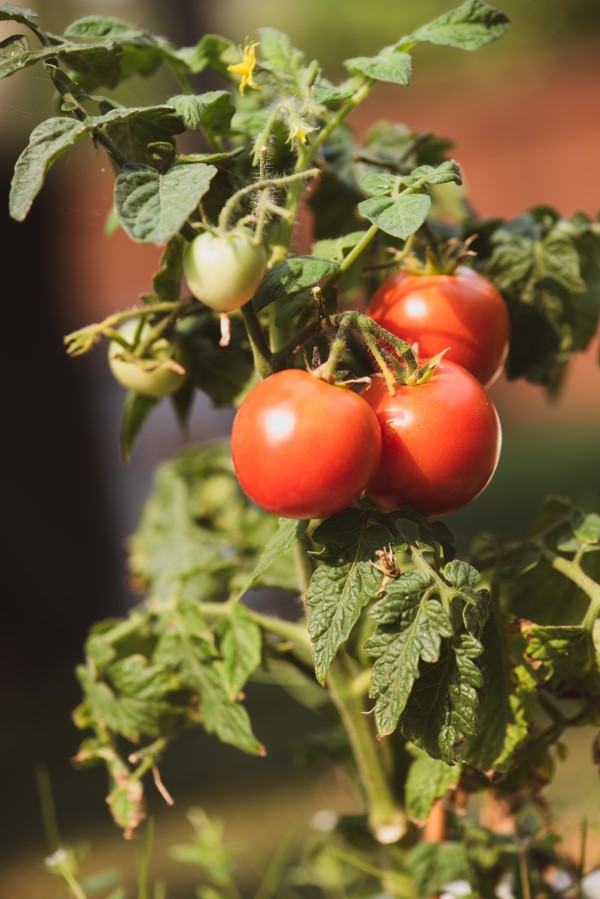 Prefer tomatoes step by step instructions for healthy tomato plants - Prefer tomatoes - step-by-step instructions for healthy tomato plants