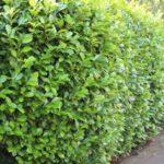 Pruning cherry laurel when is it cheap and how exactly 150x150 - Caring for pepper plants - Useful tips for hobby gardeners