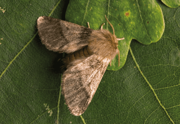 Recognize and fight oak processionary moths properly - Recognize and fight oak processionary moths properly