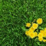 Removing Weeds Some Effective Ways to Remove Weeds from Your 150x150 - How can you clean and disinfect your yoga mat?  – Make an effective cleaning agent yourself