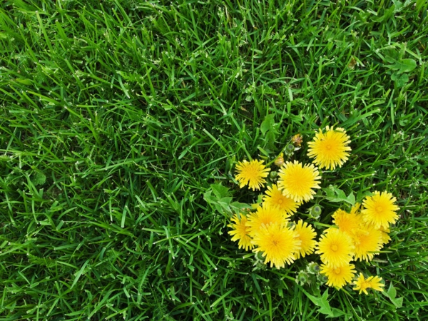 Removing Weeds Some Effective Ways to Remove Weeds from Your - Removing Weeds: Some Effective Ways to Remove Weeds from Your Garden