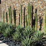 Rock garden plants our 6 favorites make the rocky 150x150 - Planting lavender at home and in the garden: what is the use and what do you need to know about this?
