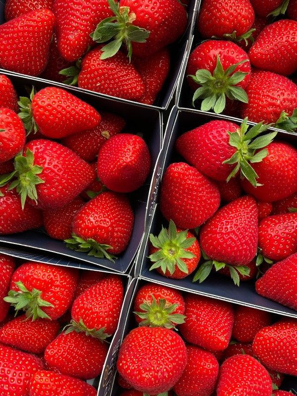 Storing freezing drying strawberries – tips for long lasting freshness - Storing, freezing, drying strawberries – tips for long-lasting freshness