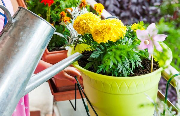 Watering potted plants The most important rules for beginners and - Watering potted plants: The most important rules for beginners and professionals!