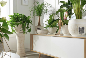 You can create a jungle feeling at home with easy care 300x203 - You can create a jungle feeling at home with easy-care indoor plants for low light