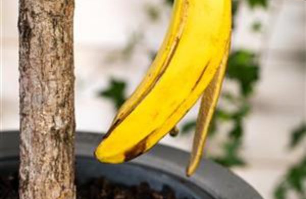 1654104003 401 Banana peels as fertilizer how to use the waste - Banana peels as fertilizer - how to use the waste peel for flowers and garden plants