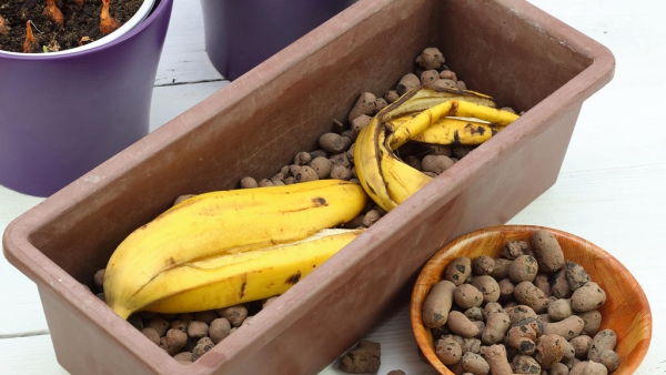 1654104009 804 Banana peels as fertilizer how to use the waste - Banana peels as fertilizer - how to use the waste peel for flowers and garden plants
