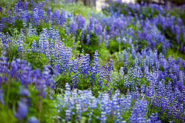 1654280385 789 10 of the most beautiful flowering perennials that bloom all - 10 of the most beautiful flowering perennials that bloom all summer long