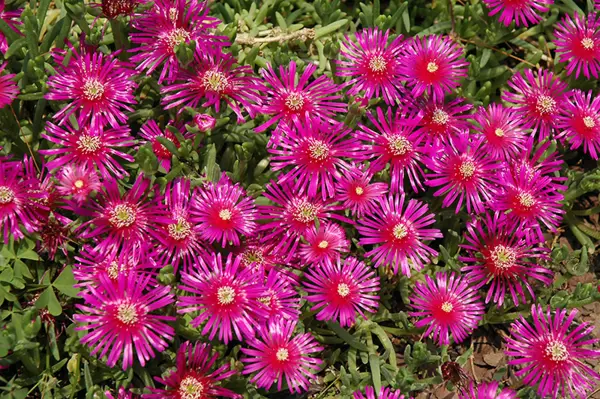 1654280392 151 10 of the most beautiful flowering perennials that bloom all - 10 of the most beautiful flowering perennials that bloom all summer long