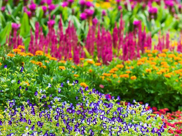 1654280396 917 10 of the most beautiful flowering perennials that bloom all - 10 of the most beautiful flowering perennials that bloom all summer long