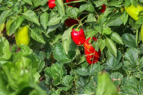 1654507249 366 Caring for pepper plants Useful tips for hobby gardeners - Caring for pepper plants - Useful tips for hobby gardeners