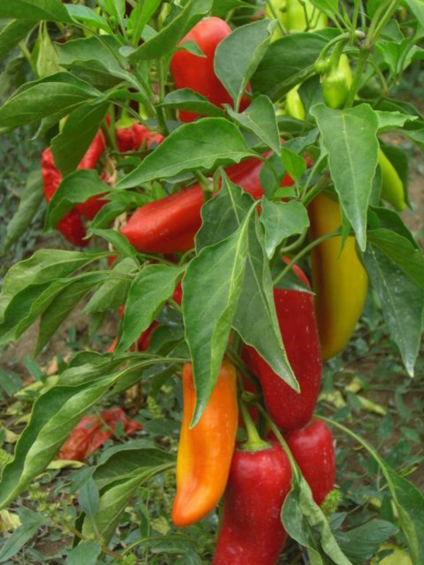 1654507250 300 Caring for pepper plants Useful tips for hobby gardeners - Caring for pepper plants - Useful tips for hobby gardeners