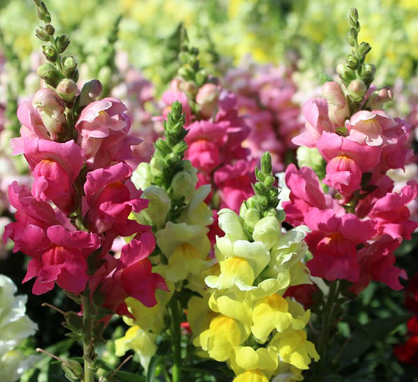 1654533754 174 Care for snapdragons properly and enjoy their beautiful flowers for - Care for snapdragons properly and enjoy their beautiful flowers for a long time
