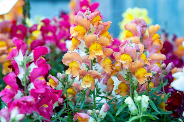 1654533758 599 Care for snapdragons properly and enjoy their beautiful flowers for - Care for snapdragons properly and enjoy their beautiful flowers for a long time