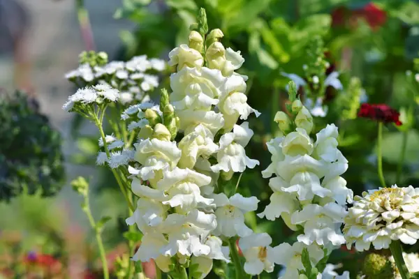 1654533760 43 Care for snapdragons properly and enjoy their beautiful flowers for - Care for snapdragons properly and enjoy their beautiful flowers for a long time