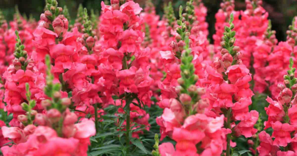 1654533761 758 Care for snapdragons properly and enjoy their beautiful flowers for - Care for snapdragons properly and enjoy their beautiful flowers for a long time