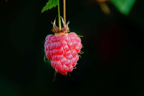 1654538209 535 A few useful tips on how to fertilize the raspberries - A few useful tips on how to fertilize the raspberries