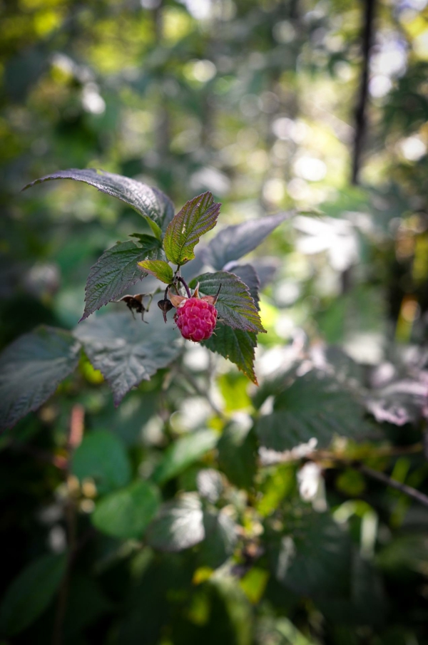 1654538211 812 A few useful tips on how to fertilize the raspberries - A few useful tips on how to fertilize the raspberries