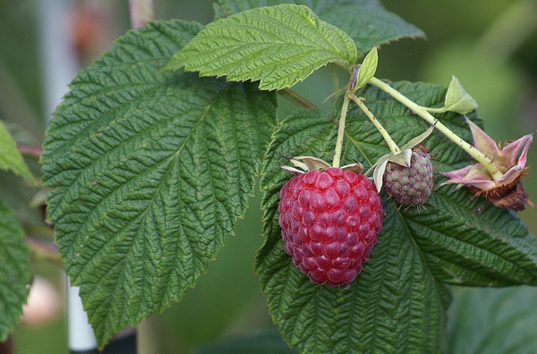 1654538214 391 A few useful tips on how to fertilize the raspberries - A few useful tips on how to fertilize the raspberries