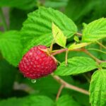 A few useful tips on how to fertilize the raspberries