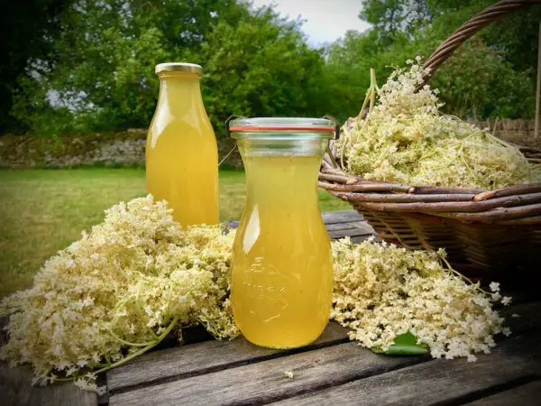 1654544361 358 Make elderflower juice yourself healthy recipes and ideas in - Make elderflower juice yourself - healthy recipes and ideas in June