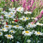 Create perennial bed - a nice selection of plants for the bed