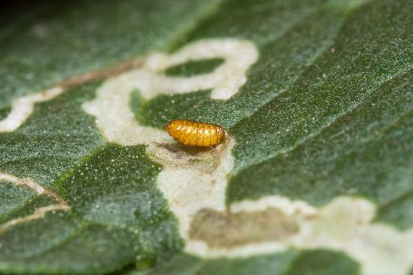 1654638627 426 Basic tips on how to avoid and control pests on - Basic tips on how to avoid and control pests on indoor plants