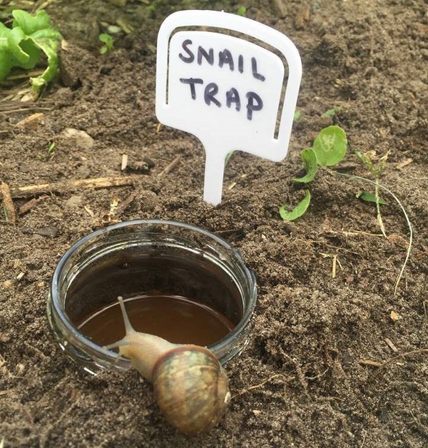 1654729945 818 Build a snail trap yourself some clever ideas plus instructions - Build a snail trap yourself: some clever ideas plus instructions