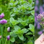 15 Hardy Herbs You Should Definitely Know