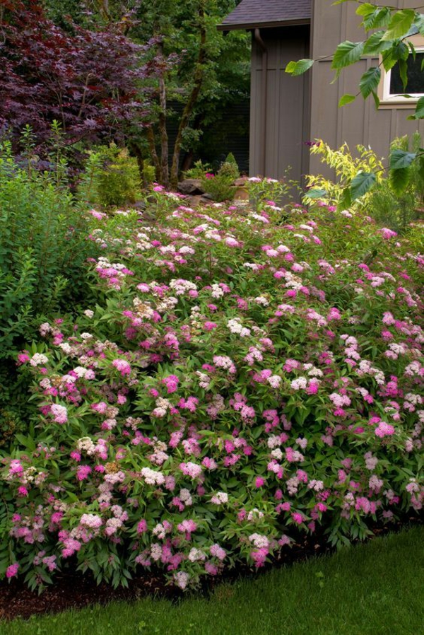 1655415059 225 Planting and caring for summer spars you have to - Planting and caring for summer spars - you have to know that about the small shrub!