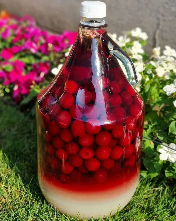 1655494474 227 Make your own cherry liqueur – recipes for connoisseurs aged - Make your own cherry liqueur – recipes for connoisseurs aged 18 and over