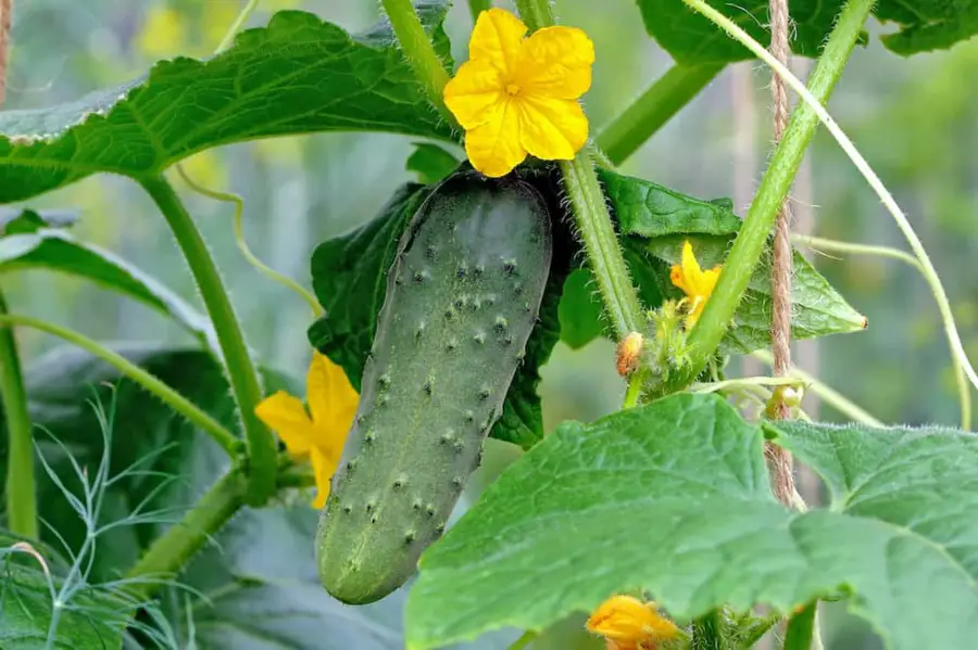 Fertilize cucumbers and practical tips for caring for cucumbers