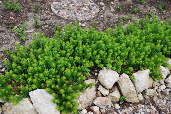 1655815935 501 Planting sedum and other care tips for the sedum - Planting sedum and other care tips for the sedum
