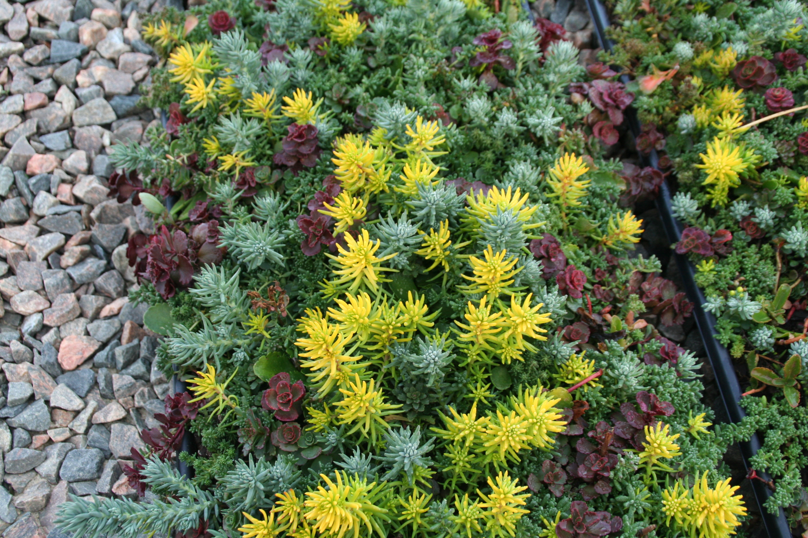 Planting sedum and other care tips for the sedum