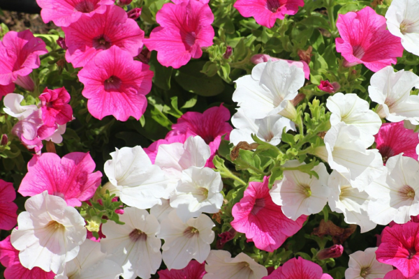 1655923285 103 15 heat resistant plants for your summer garden - 15 heat-resistant plants for your summer garden