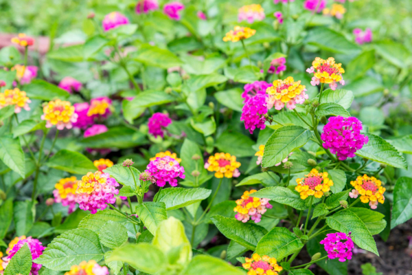 1655923287 554 15 heat resistant plants for your summer garden - 15 heat-resistant plants for your summer garden