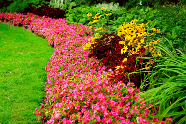 1655923296 840 15 heat resistant plants for your summer garden - 15 heat-resistant plants for your summer garden